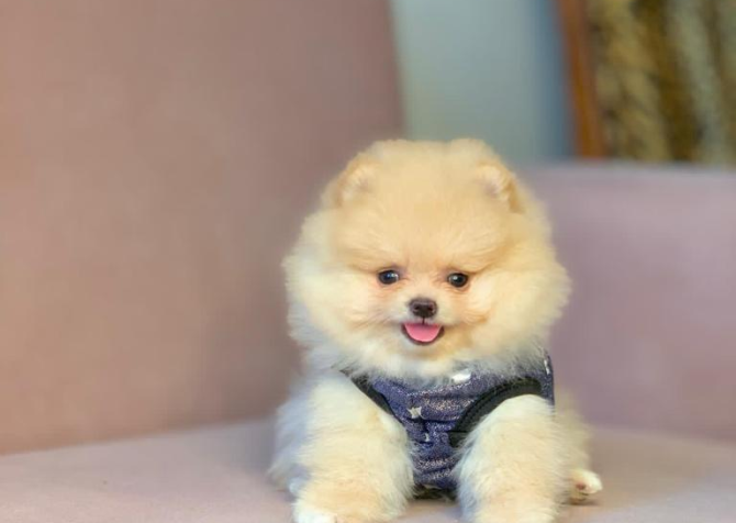 Safkan Pomeranian Mini Boo Yavrularımız